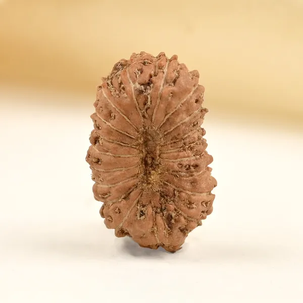 Techpandit_19_Mukhi_Rudraksha_Bead_Indonesia
