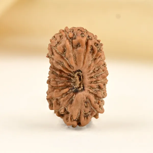 Techpandit_19_Mukhi_Rudraksha_Bead_Indonesia