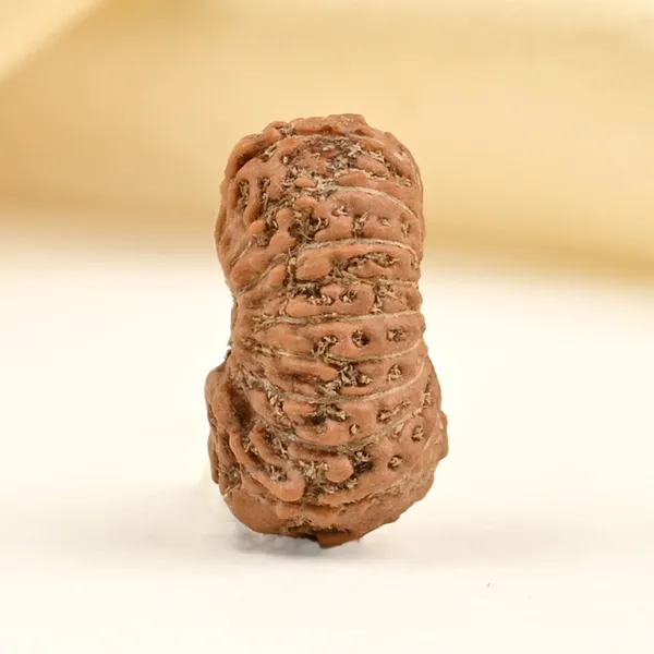 Techpandit_19_Mukhi_Rudraksha_Bead_Indonesia