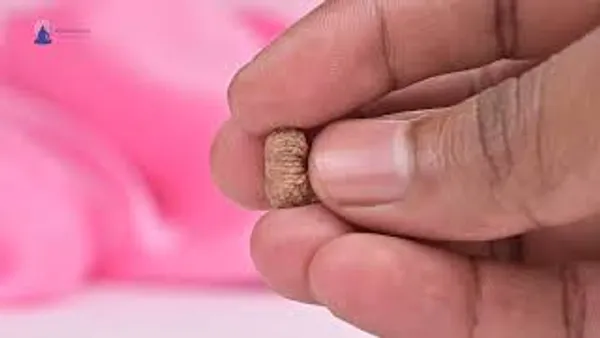 Techpandit_19_Mukhi_Rudraksha_Bead_Indonesia