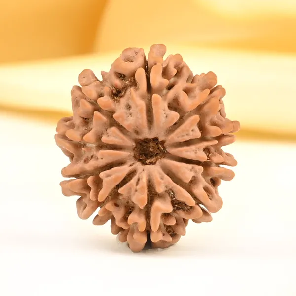 Techpandit_10_Mukhi_Nepal_Rudraksha_Bead