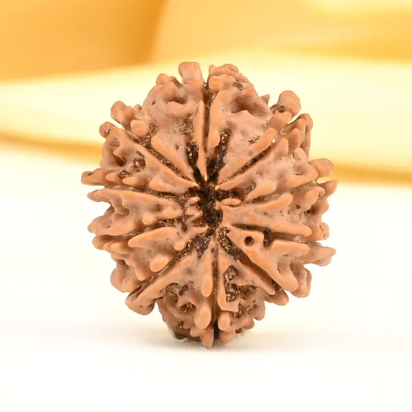 Techpandit_10_Mukhi_Nepal_Rudraksha_Bead