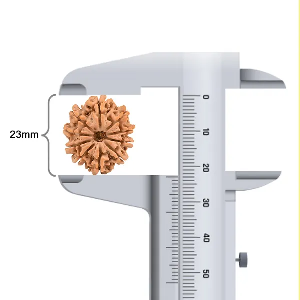 Techpandit_10_Mukhi_Nepal_Rudraksha_Bead
