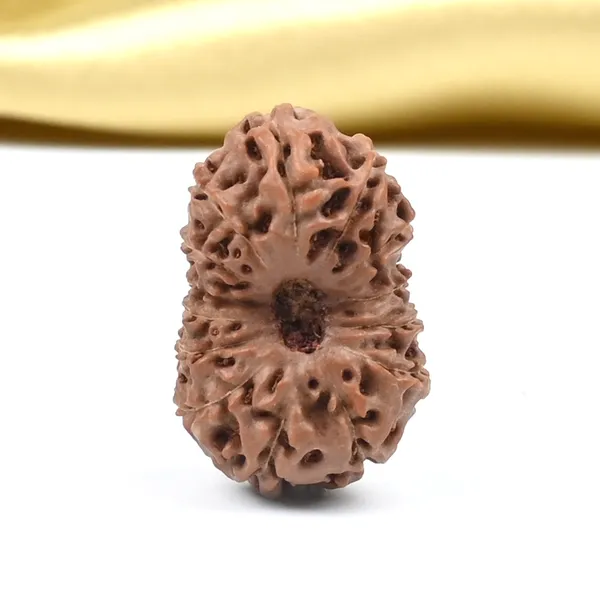 14_Mukhi_Rudraksha_Bead_Indonesia