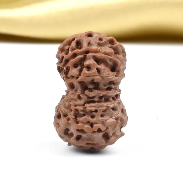 14_Mukhi_Rudraksha_Bead_Indonesia
