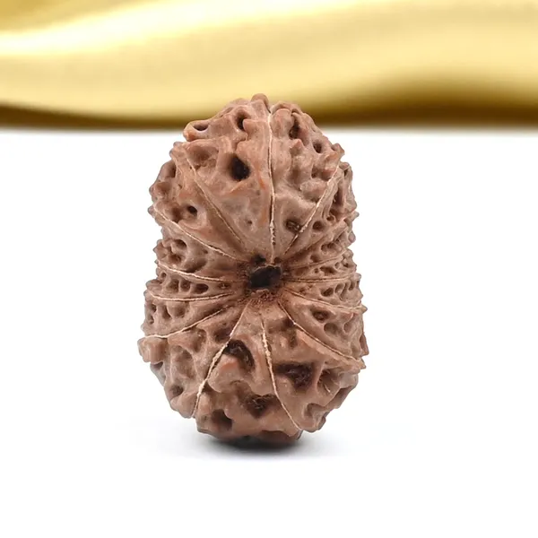 14_Mukhi_Rudraksha_Bead_Indonesia