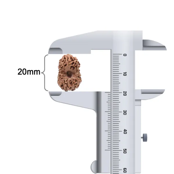 14_Mukhi_Rudraksha_Bead_Indonesia