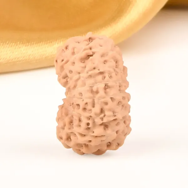 14_Mukhi_Rudraksha_Bead_Java_Indonesia