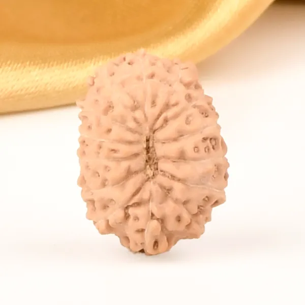 14_Mukhi_Rudraksha_Bead_Java_Indonesia
