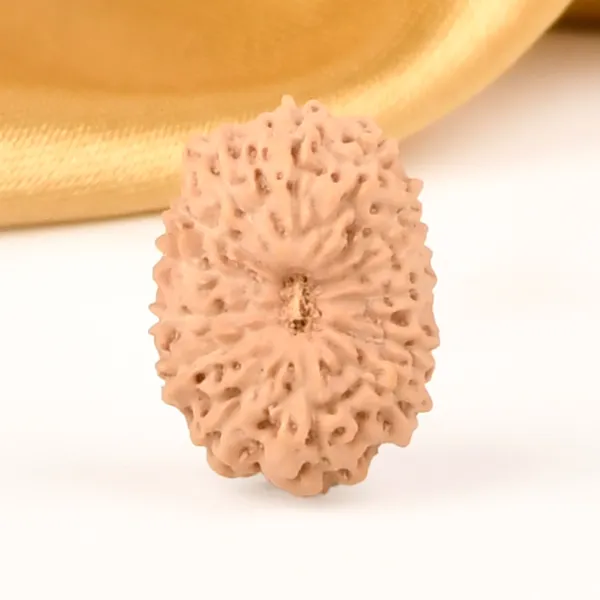 14_Mukhi_Rudraksha_Bead_Java_Indonesia