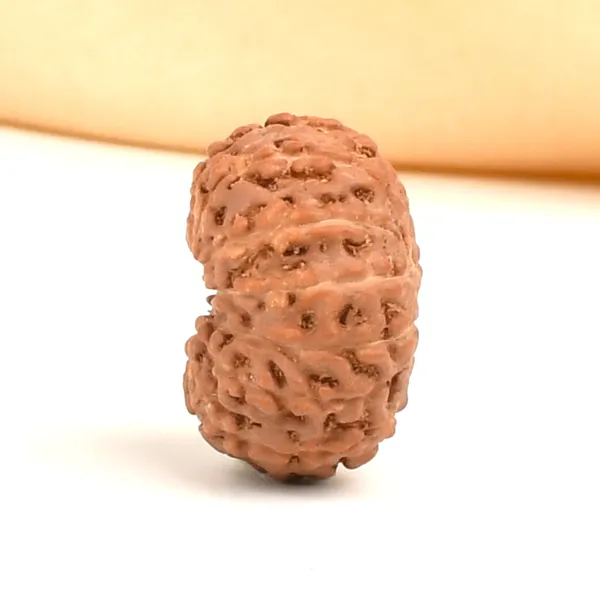 13_Mukhi_From_Java_Indonesia_Ccvi