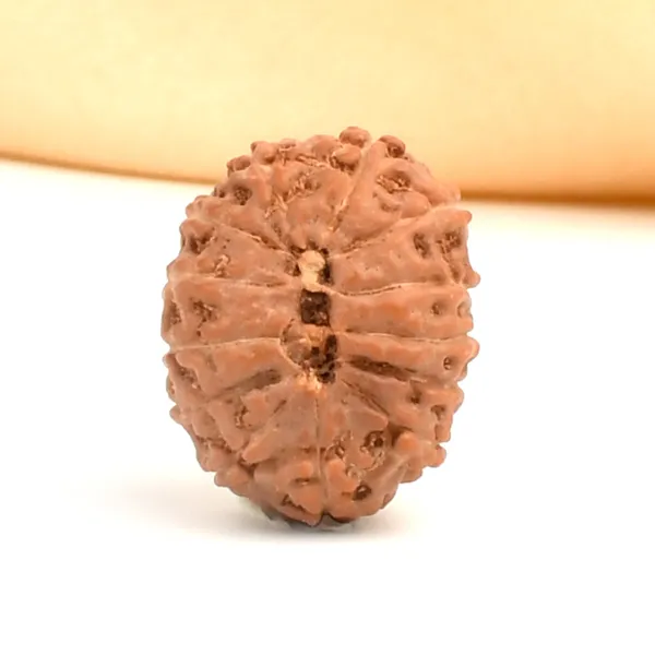 13_Mukhi_From_Java_Indonesia_Ccvi