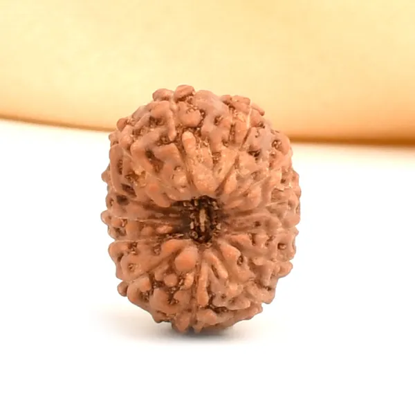 13_Mukhi_From_Java_Indonesia_Ccvi