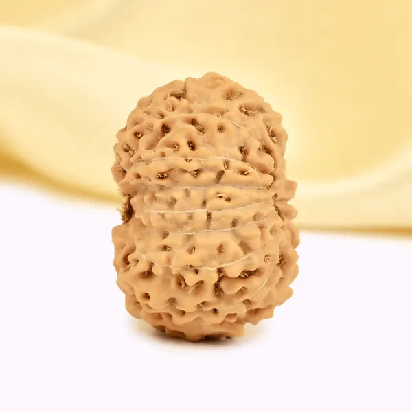 15_Mukhi_From_Java_Indonesia_Large_Cxxxvii