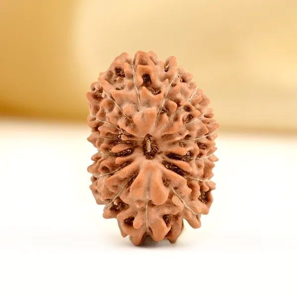 15_Mukhi_Rudraksha_Bead_Indonesia_Small