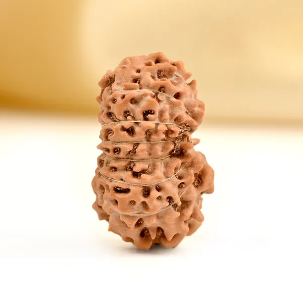 15_Mukhi_Rudraksha_Bead_Indonesia_Small
