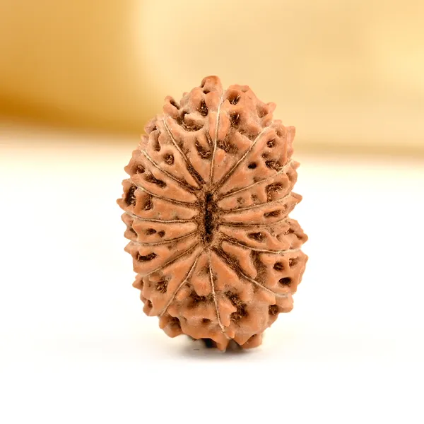 15_Mukhi_Rudraksha_Bead_Indonesia_Small