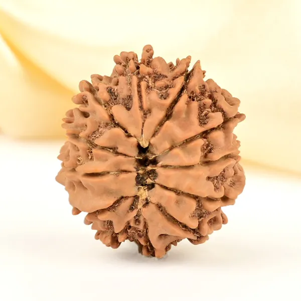 12_Mukhi_From_Nepal_Small_Cdlxiii