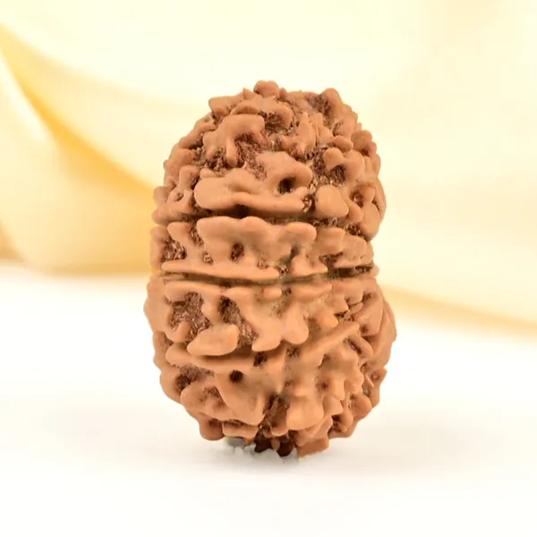 12_Mukhi_From_Nepal_Small_Cdlxiii