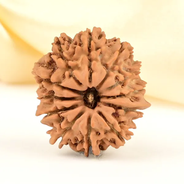 12_Mukhi_From_Nepal_Small_Cdlxiii