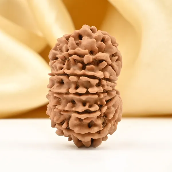 12_Mukhi_From_Nepal_Small_Dvi