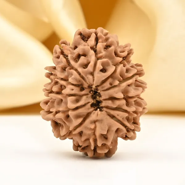 12_Mukhi_From_Nepal_Small_Dvi