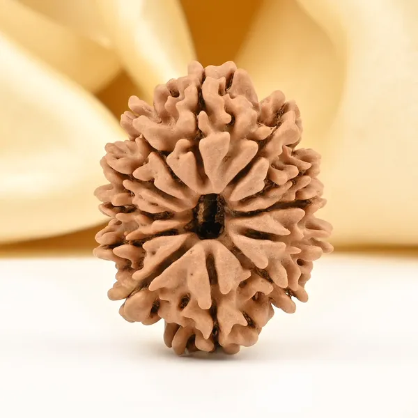 12_Mukhi_From_Nepal_Small_Dvi