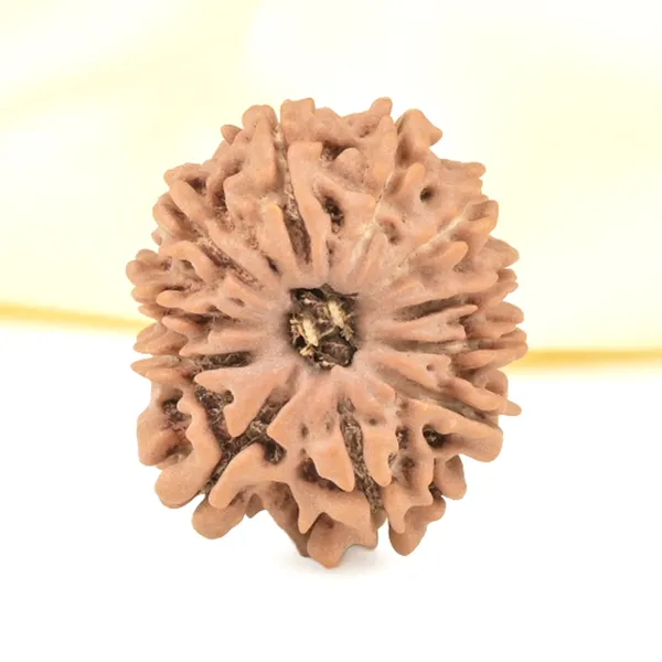 11_Mukhi_From_Nepal_Small_Cccxxvii