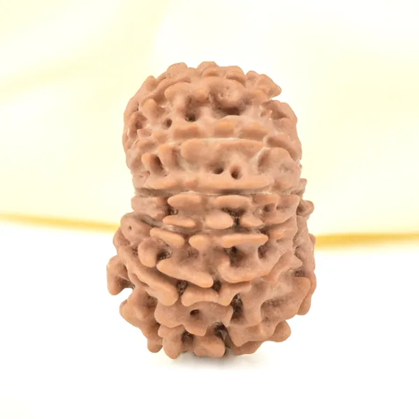 11_Mukhi_From_Nepal_Small_Cccxxvii