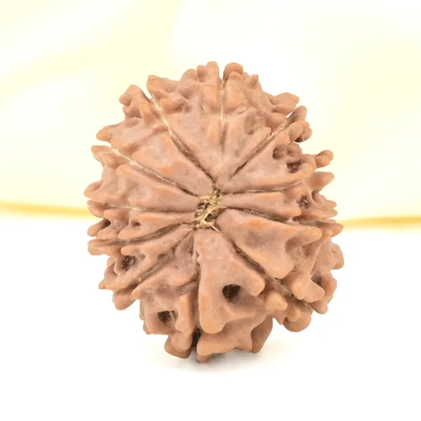 11_Mukhi_From_Nepal_Small_Cccxxvii