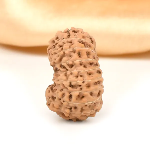 19_Mukhi_From_Java_Indonesia_Large_Lxvii