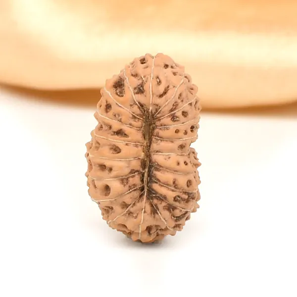 19_Mukhi_From_Java_Indonesia_Large_Lxvii