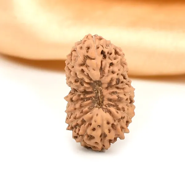 19_Mukhi_From_Java_Indonesia_Large_Lxvii