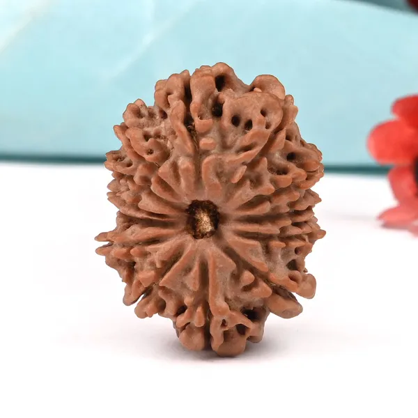 Techpandit_13_Mukhi_Nepal_Rudraksha_Bead