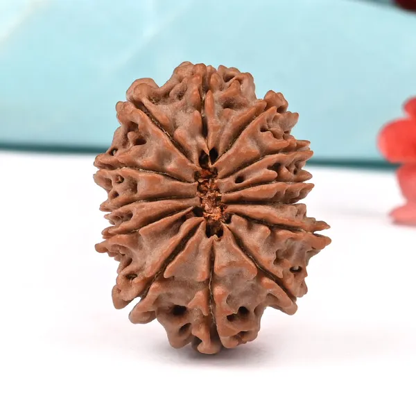 Techpandit_13_Mukhi_Nepal_Rudraksha_Bead