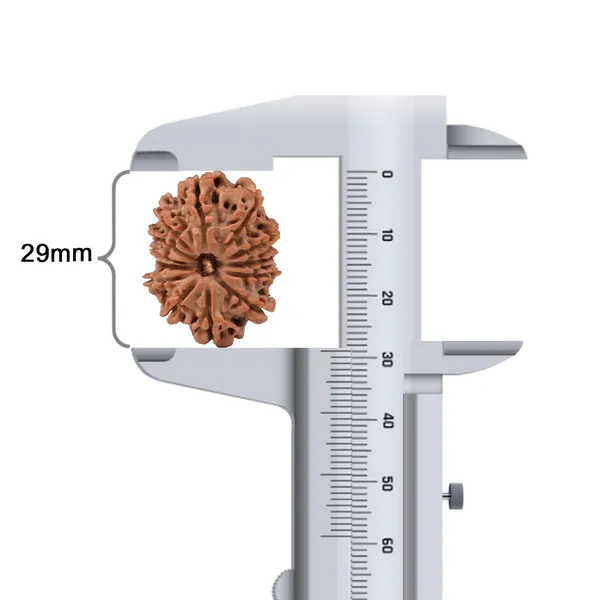 Techpandit_13_Mukhi_Nepal_Rudraksha_Bead