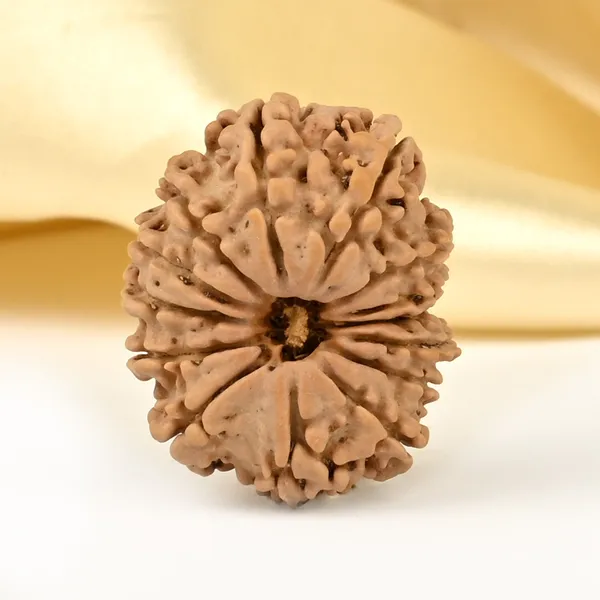 14_Mukhi_From_Nepal_Small_Cclxxvii