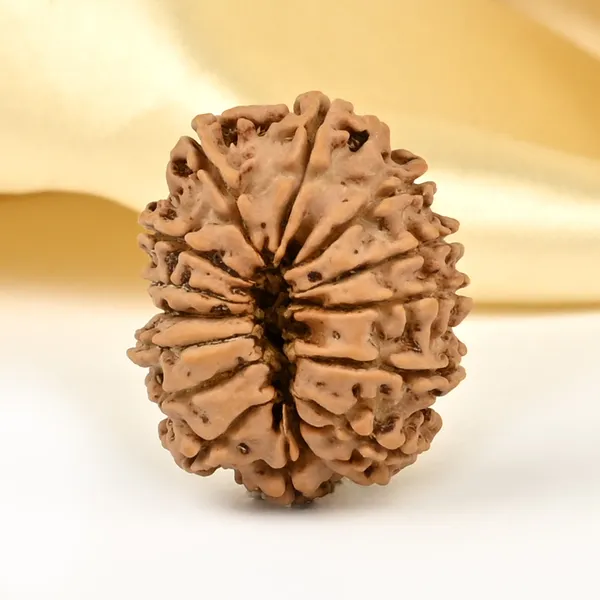 14_Mukhi_From_Nepal_Small_Cclxxvii
