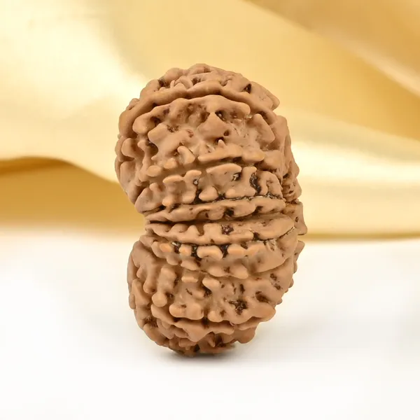 14_Mukhi_From_Nepal_Small_Cclxxvii