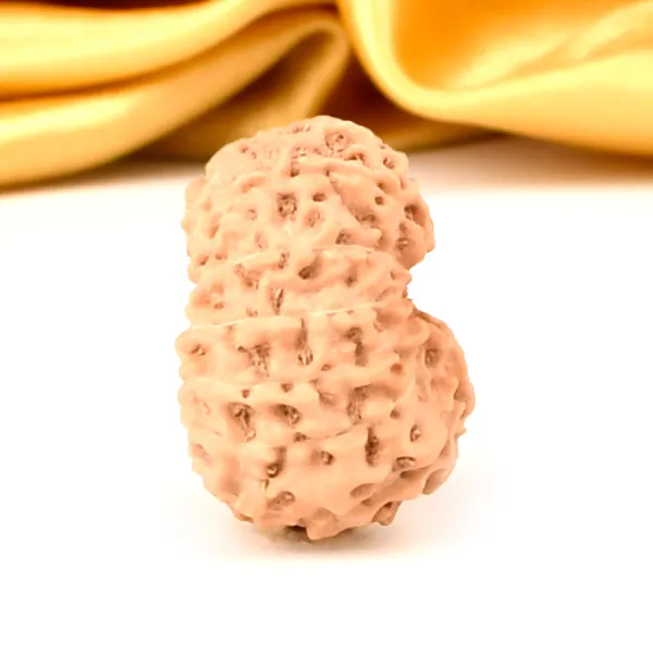 14_Mukhi_From_Java_Indonesia_Small_Ccclxxiii