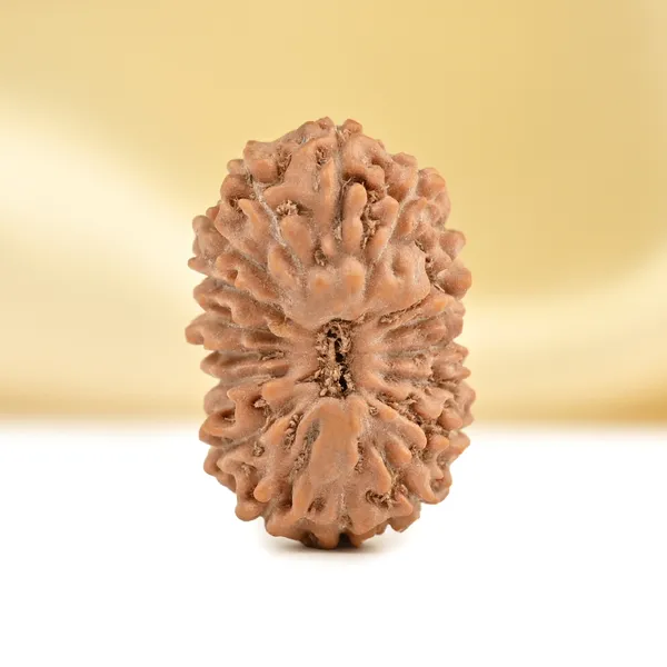 Techpandit_17_Mukhi_Rudraksha_Bead_From_Indonesia