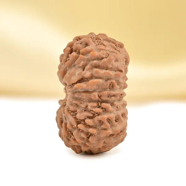 Techpandit_17_Mukhi_Rudraksha_Bead_From_Indonesia