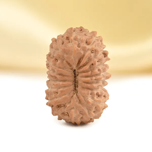 Techpandit_17_Mukhi_Rudraksha_Bead_From_Indonesia