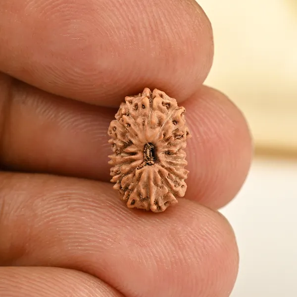 Techpandit_17_Mukhi_Rudraksha_Bead_From_Indonesia
