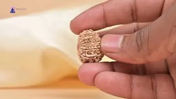 14_Mukhi_From_Nepal_Small_Ccl