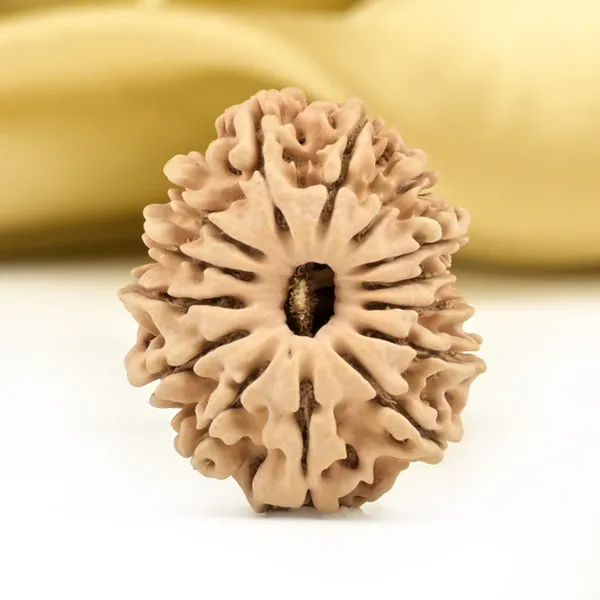 14_Mukhi_From_Nepal_Small_Ccl