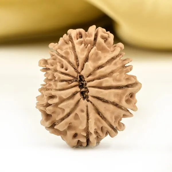 14_Mukhi_From_Nepal_Small_Ccl