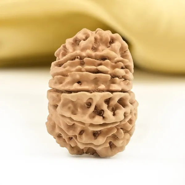 14_Mukhi_From_Nepal_Small_Ccl