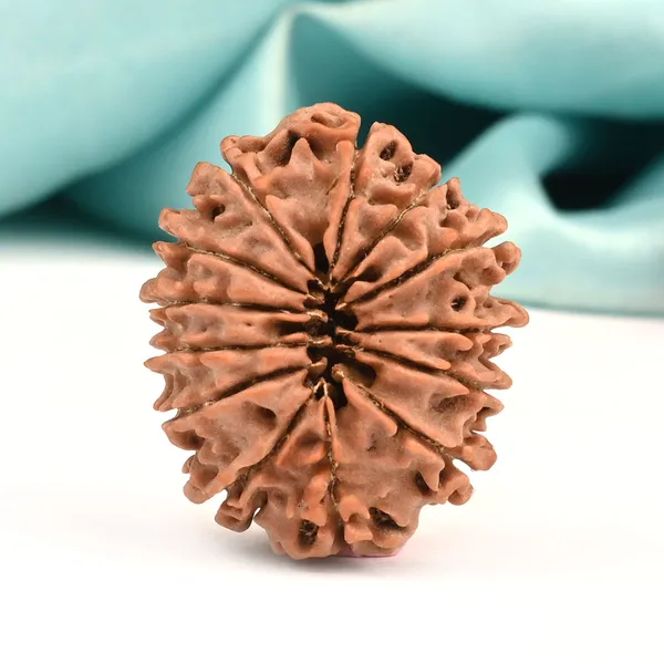 13_Mukhi_From_Nepal_Ccii