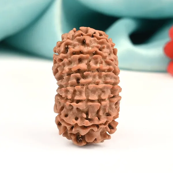 13_Mukhi_From_Nepal_Ccii